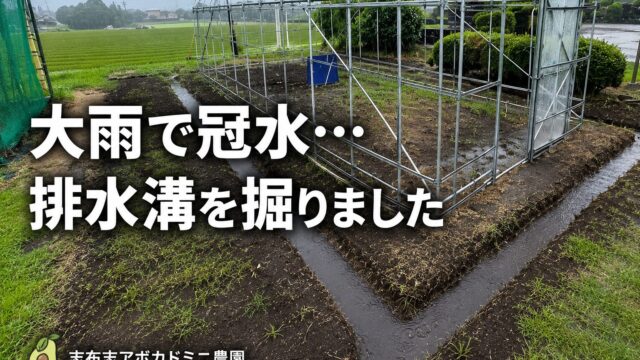 アボカド専用ビニールハウス周囲に掘った排水溝